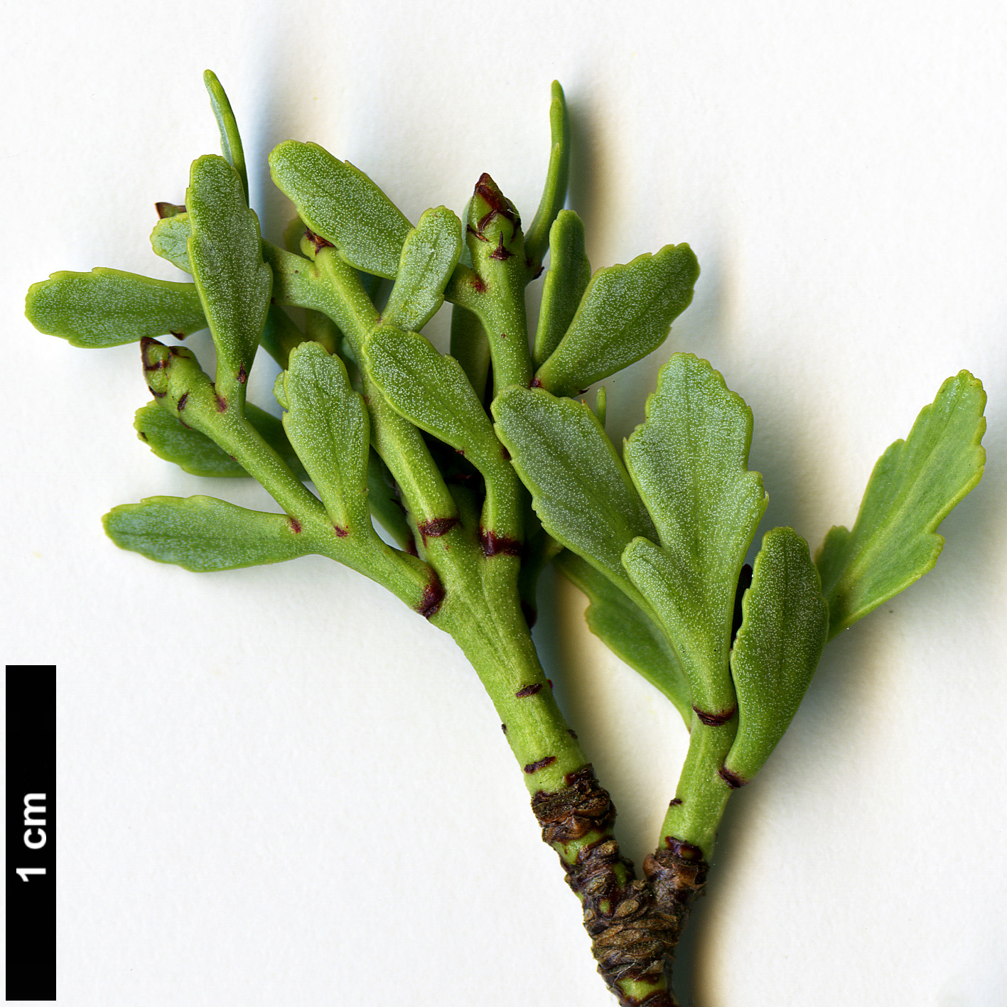 High resolution image: Family: Podocarpaceae - Genus: Phyllocladus - Taxon: trichomanoides - SpeciesSub: var. alpinus